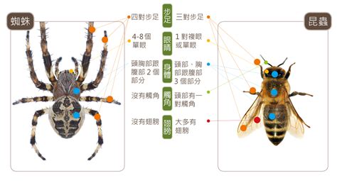 家裡有小蜘蛛|蛛事吉祥——家中常見蜘蛛篇